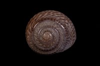 藏品(臺灣䗉螺)的圖片